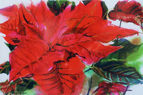 Pointsettia II