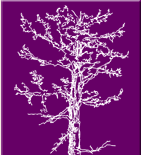 Tree Logo