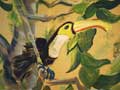 Jungle Toucan